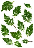 BaldmoneyLeaves stock photos BaldmoneyLeaves stock photos
