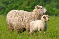 Very Young Lamb With Its Mum Royalty Free Stock Images