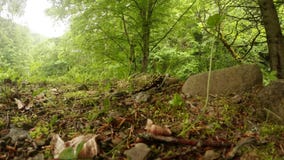 verão da salamandra nas florestas da montanha dos Carpathians vídeos de arquivo verão da salamandra nas florestas da montanha dos Carpathians vídeos de arquivo