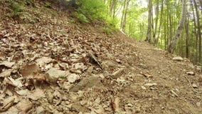 verão da salamandra nas florestas da montanha dos Carpathians video estoque verão da salamandra nas florestas da montanha dos Carpathians video estoque