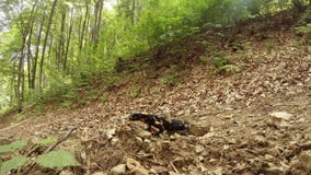 verão da salamandra nas florestas da montanha dos Carpathians filme verão da salamandra nas florestas da montanha dos Carpathians filme