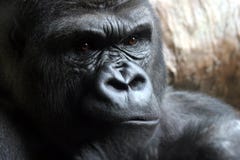 Verärgerter männlicher Gorilla Verärgerter männlicher Gorilla