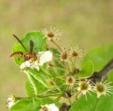Vespa em Bradford Tree Blooms imagens de stock Vespa em Bradford Tree Blooms imagens de stock