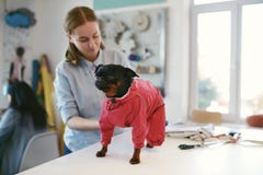 Vestiti del cane Animale domestico femminile di Wearing Suit On del sarto immagine stock Vestiti del cane Animale domestico femminile di Wearing Suit On del sarto immagine stock