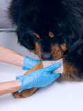 The vet bandages the wound on the dog`s paw. Treatment dogs have the vet stock images The vet bandages the wound on the dog`s paw. Treatment dogs have the vet stock images