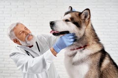 Vet examining big alaskan malamute. stock image Vet examining big alaskan malamute. stock image