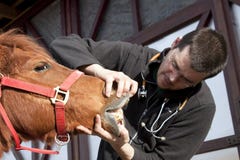 Vet examining horse stock images Vet examining horse stock images