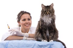 Vet Have A Medical Examination A Cat Royalty Free Stock Photo Vet Have A Medical Examination A Cat Royalty Free Stock Photo