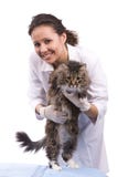 Vet Have A Medical Examination A Cat Royalty Free Stock Photography Vet Have A Medical Examination A Cat Royalty Free Stock Photography