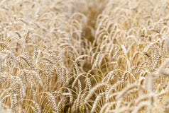 vete för sommar för dagfält varmt Öron av det guld- veteslutet upp royaltyfri fotografi vete för sommar för dagfält varmt Öron av det guld- veteslutet upp royaltyfri fotografi