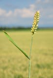 Vete (Triticumaestivum) Royaltyfri Foto Vete (Triticumaestivum) Royaltyfri Foto