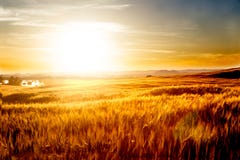 Vetefält och solnedgånglandskap royaltyfri bild Vetefält och solnedgånglandskap royaltyfri bild
