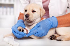 Veterinair beroepsbeoefenaarhanden gezet verband op leuk het puppybeen van Labrador royalty-vrije stock foto's Veterinair beroepsbeoefenaarhanden gezet verband op leuk het puppybeen van Labrador royalty-vrije stock foto's