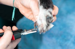 Veterinair knipsel de spijkers van een windhond in een kliniek stock afbeeldingen Veterinair knipsel de spijkers van een windhond in een kliniek stock afbeeldingen