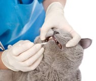 The veterinarian checks teeth to a cat. isolated on white Royalty Free Stock Images The veterinarian checks teeth to a cat. isolated on white Royalty Free Stock Images