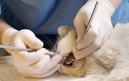 Veterinarian cleaning teeth on a cat