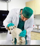 Veterinarian doctor examines a dog stock image Veterinarian doctor examines a dog stock image