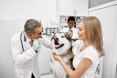 Veterinarian examining eyes of big malamute. royalty free stock photo Veterinarian examining eyes of big malamute. royalty free stock photo
