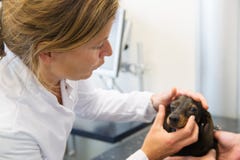 Veterinarian is looking to the eyes of dog royalty free stock photography Veterinarian is looking to the eyes of dog royalty free stock photography
