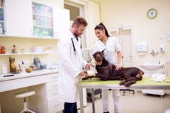 Veterinarian putting bandage on dog sick leg at pet office Stock Photo Veterinarian putting bandage on dog sick leg at pet office Stock Photo