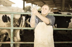 Veterinarian wears long glove to inspect cows royalty free stock image Veterinarian wears long glove to inspect cows royalty free stock image