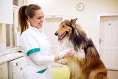 Veterinario con il cane all'ambulanza dell'animale domestico immagini stock Veterinario con il cane all'ambulanza dell'animale domestico immagini stock