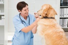 Veterinario sorridente che esamina un cane sveglio immagini stock libere da diritti Veterinario sorridente che esamina un cane sveglio immagini stock libere da diritti