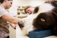 Veterinary Assistants and Dog