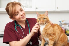 Veterinary Nurse Examining Cat In Surgery
