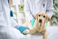 Veterinary Surgeon Treating Dog In Surgery royalty free stock images Veterinary Surgeon Treating Dog In Surgery royalty free stock images