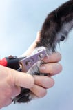 Veterinário cortando os pregos de um galgo em uma clínica fotografia de stock Veterinário cortando os pregos de um galgo em uma clínica fotografia de stock