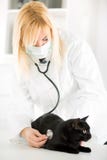 Veterinário que examina um gato doméstico fotografia de stock Veterinário que examina um gato doméstico fotografia de stock