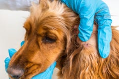 Veterinär som tar bort en fästing från cockerspanielhunden Arkivbild Veterinär som tar bort en fästing från cockerspanielhunden Arkivbild