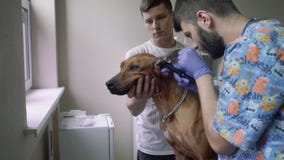 Veterinären kontrollerar öronen av hunden Veterinären kontrollerar öronen av hunden