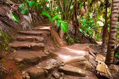 Via in giungla, Vallee de Mai, Seychelles fotografie stock libere da diritti Via in giungla, Vallee de Mai, Seychelles fotografie stock libere da diritti