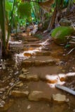 Via in giungla - Vallee de Mai - Seychelles immagine stock Via in giungla - Vallee de Mai - Seychelles immagine stock