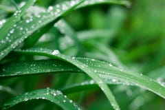 Grass background with rain drops royalty free stock image Grass background with rain drops royalty free stock image