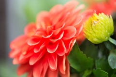 Vibrierende rote Dahlia Flower Stockfoto Vibrierende rote Dahlia Flower Stockfoto