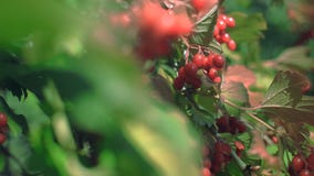 Viburnum en una rama Viburnum en una rama