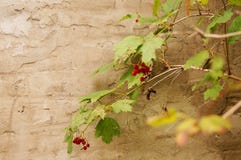 Viburnum jagody w ogródzie zdjęcie stock Viburnum jagody w ogródzie zdjęcie stock
