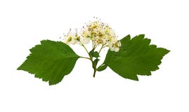 Viburnum sensible pressé et sec de fleur, d'isolement image libre de droits Viburnum sensible pressé et sec de fleur, d'isolement image libre de droits