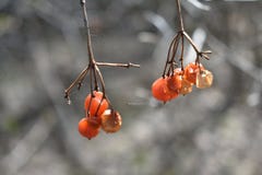 Viburnum κόκκινων ελατηρίων στοκ εικόνα με δικαίωμα ελεύθερης χρήσης Viburnum κόκκινων ελατηρίων στοκ εικόνα με δικαίωμα ελεύθερης χρήσης