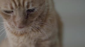 Vicino su di medico che esamina il gatto obbediente sveglio adorabile dello zenzero che tiene la sua museruola con le sue mani gl archivi video Vicino su di medico che esamina il gatto obbediente sveglio adorabile dello zenzero che tiene la sua museruola con le sue mani gl archivi video