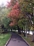 Vicolo di autunno con le foglie rosse fotografie stock Vicolo di autunno con le foglie rosse fotografie stock