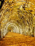 Vicolo di autunno dei carpini in Kolobrzeg, grippaggio, Polonia fotografia stock libera da diritti Vicolo di autunno dei carpini in Kolobrzeg, grippaggio, Polonia fotografia stock libera da diritti
