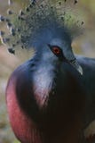 Victoria Crowned Pigeon Royalty Free Stock Image Victoria Crowned Pigeon Royalty Free Stock Image