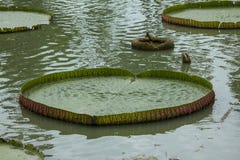 Victoria cruziana in nature is the largest lotus. stock photo Victoria cruziana in nature is the largest lotus. stock photo
