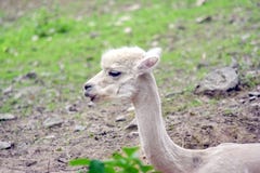 Vicugna Pacos White Alpaca Head Portrait stock photography Vicugna Pacos White Alpaca Head Portrait stock photography
