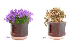 vid liv döda blommor lägger in purple royaltyfria bilder vid liv döda blommor lägger in purple royaltyfria bilder