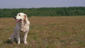 Vida feliz de los animales domésticos - golden retriever hermoso que presenta mientras que se sienta en el campo almacen de metraje de vídeo Vida feliz de los animales domésticos - golden retriever hermoso que presenta mientras que se sienta en el campo almacen de metraje de vídeo